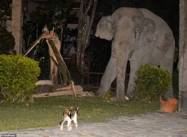 Кот прогнал слона