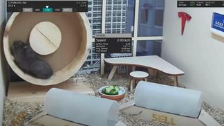 Хомяк торгует криптовалютами: как грызун помогает хозяину разбогатеть