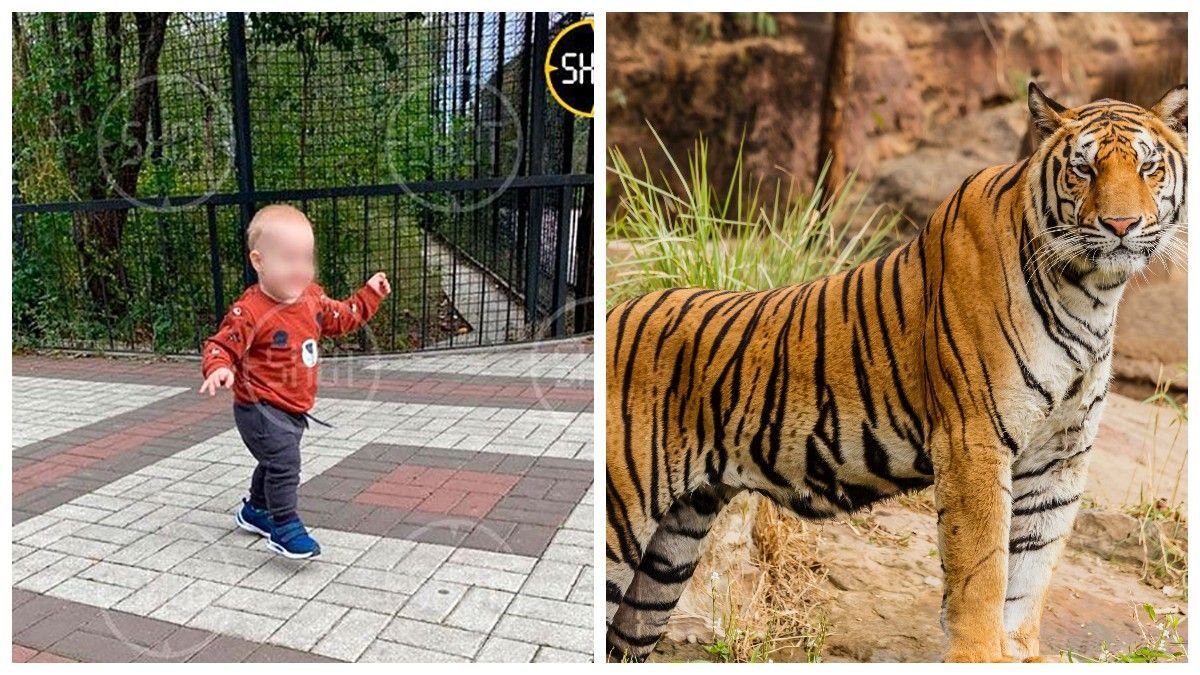 Тигр откусил палец годовалому малышу в оккупированном Крыму Тигр откусил палец годовалому малышу в оккупированном Крыму