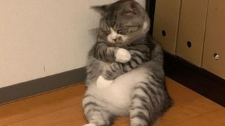 Кот заснул в необычной позе и стал мемом: курьезные фото