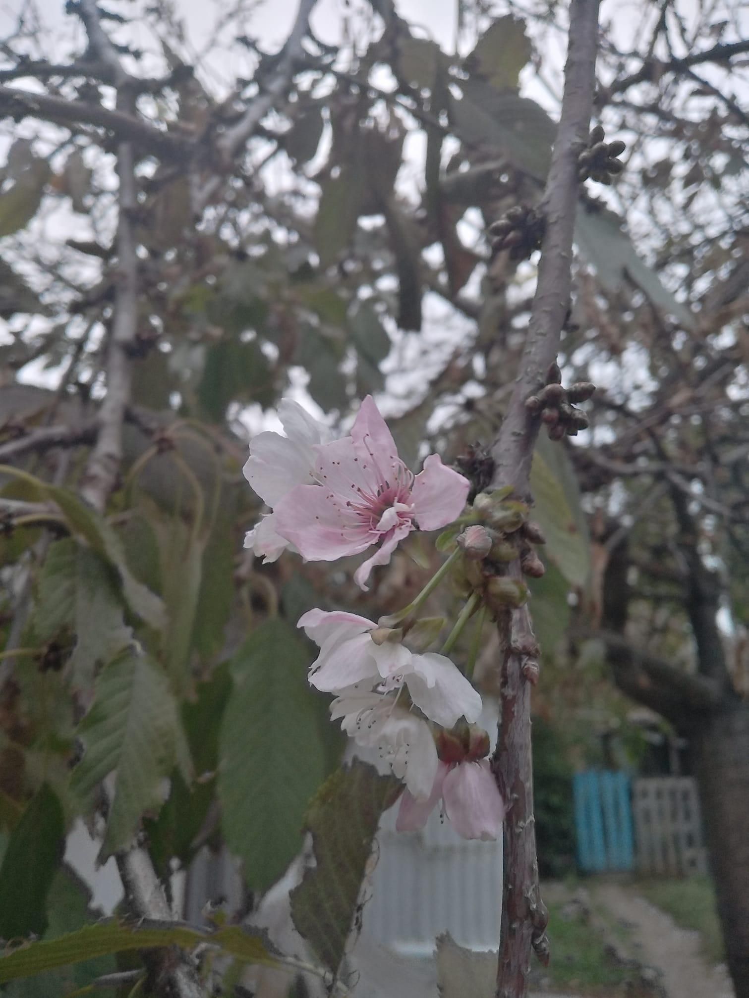 На Одещині посеред осені раптово зацвіли садки - Україна новини - 24 Канал На Одещині посеред осені раптово зацвіли садки - Україна новини - 24 Канал