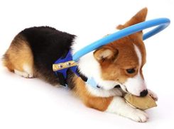 Ореол слепой собаки: как простое устройство спасает животных с проблемами зрения