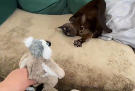 "Ведите экзорциста": кот изрядно перепугался игрушечного лемура и порадовал тиктокеров