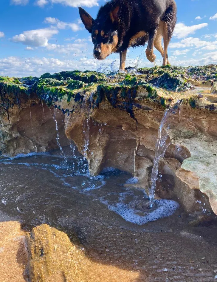 Величезний пес і водоспад