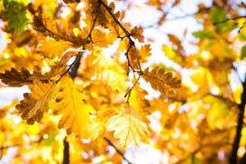 Тепло та опади в межах норми: якою буде погода у жовтні