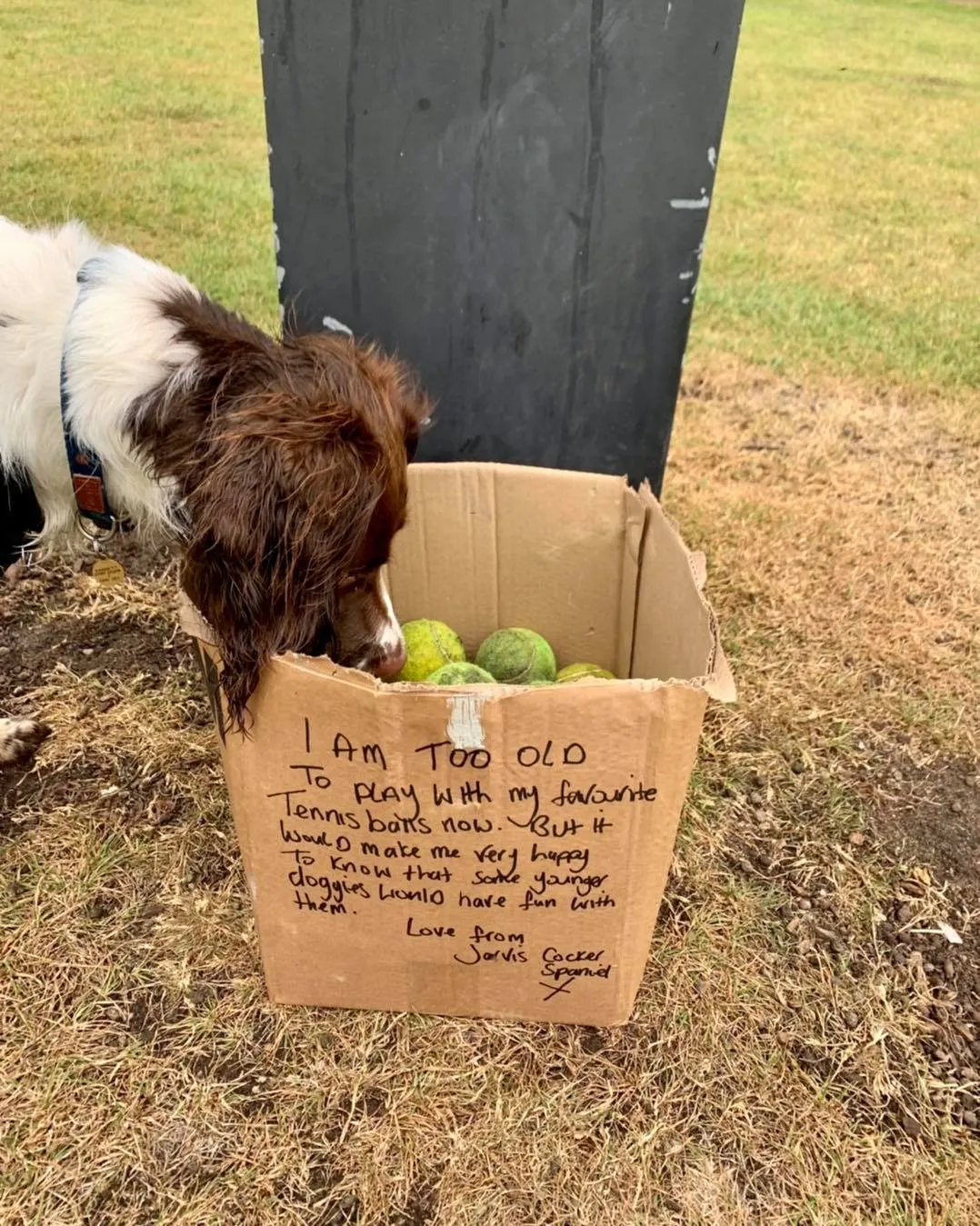 Коробка з м'ячами для собак