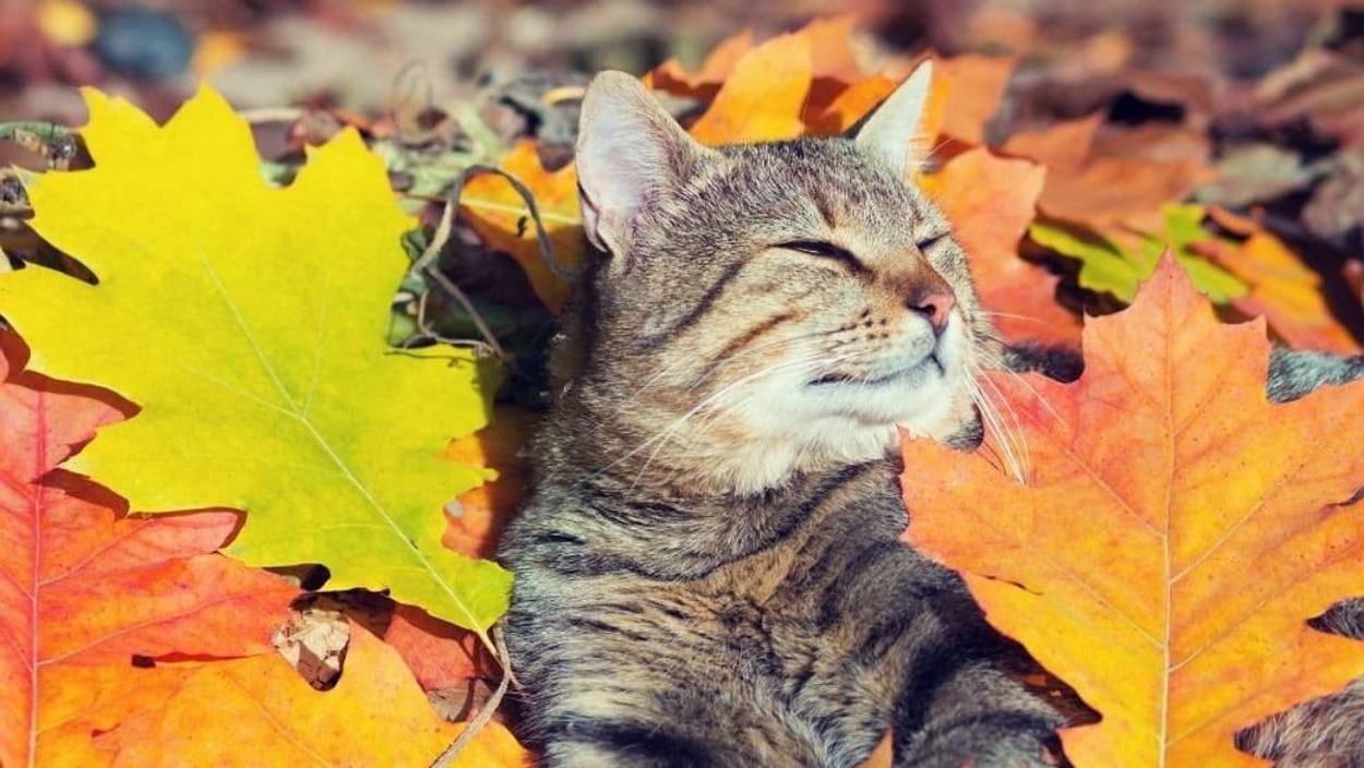 Бабье лето продолжается: прогноз погоды на Львовщине на 29 сентября – 2 октября Бабье лето продолжается: прогноз погоды на Львовщине на 29 сентября – 2 октября