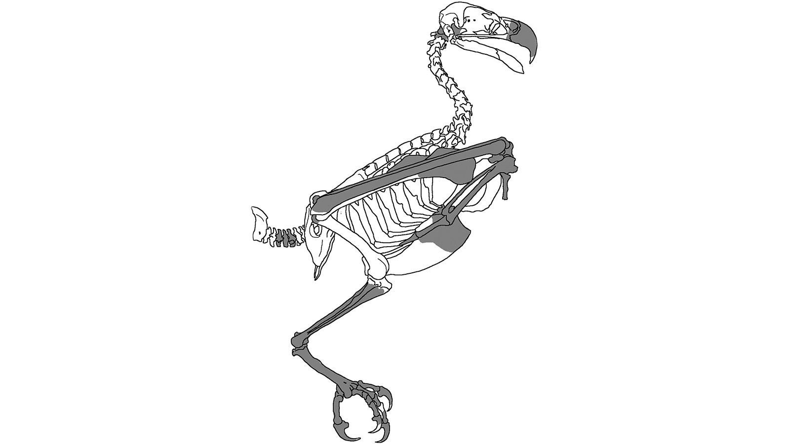 Вчені відшукали найстарішого орла у світі - Новини технологій - Техно