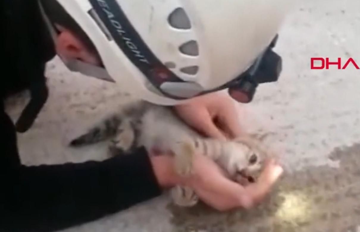 Пожарный спас котенка, сделав массаж сердца: видео дня