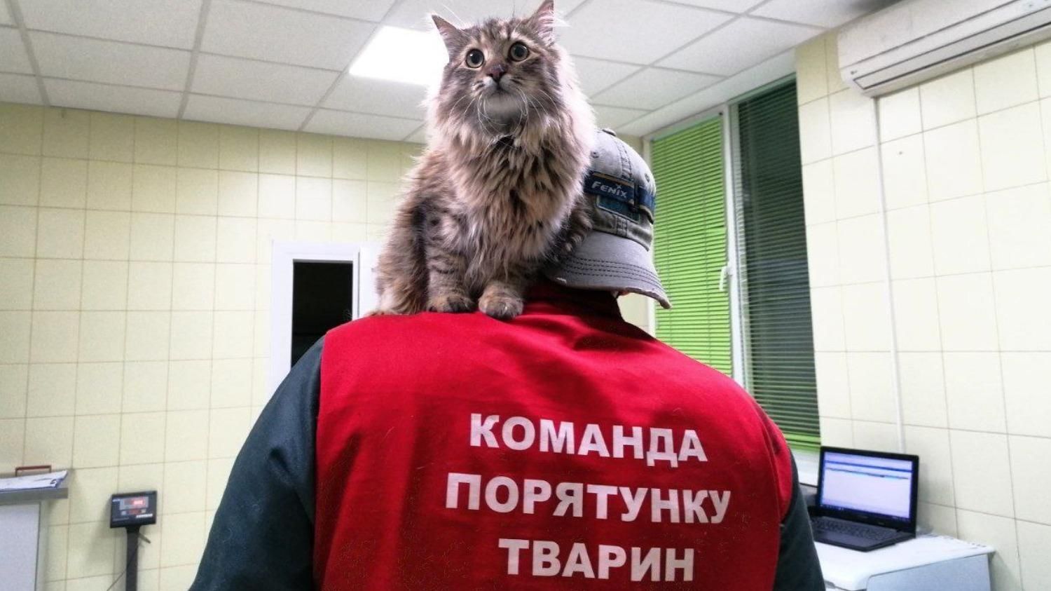 Знімали удава з ліхтаря і 3 дні витягали кота з вентиляції: 7 років команді з порятунку тварин