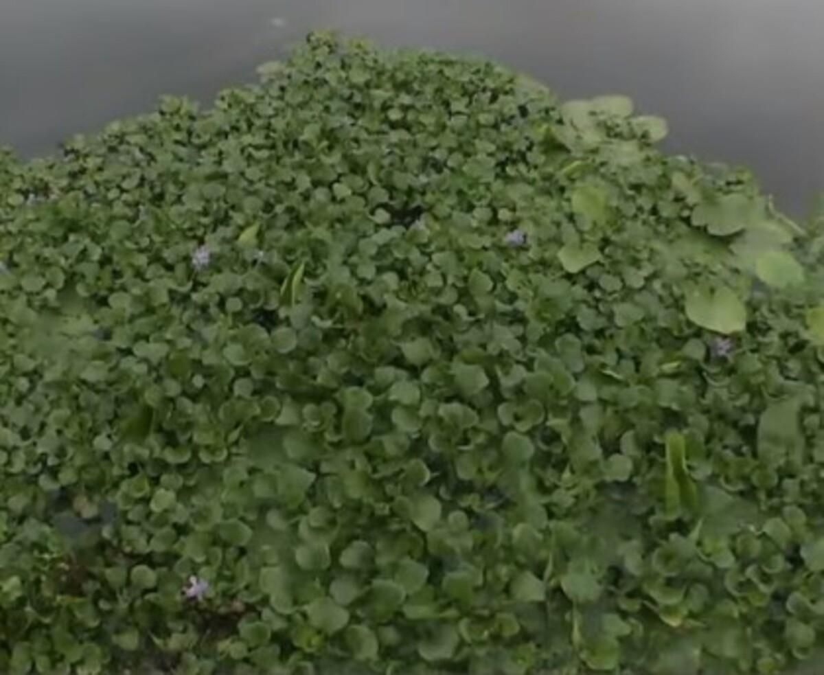 Притоку Дніпра у Козині затягло тропічною "водяною чумою": біологи побоюються екокатастрофи - Новини Києва - Київ Притоку Дніпра у Козині затягло тропічною "водяною чумою": біологи побоюються екокатастрофи - Новини Києва - Київ