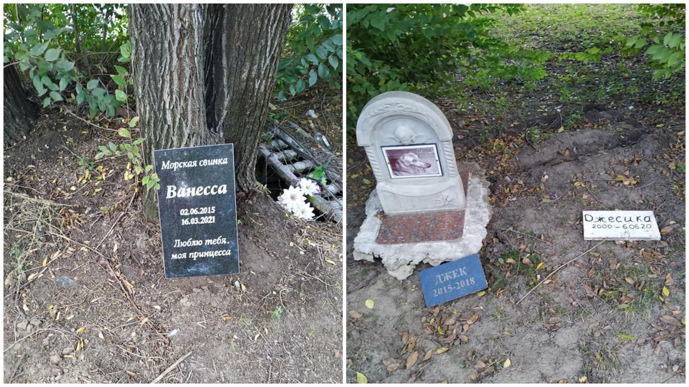 Кладовище домашніх тварин у Дніпрі перетворили на смітник: обурливі фото - Україна новини - 24 Канал Кладовище домашніх тварин у Дніпрі перетворили на смітник: обурливі фото - Україна новини - 24 Канал