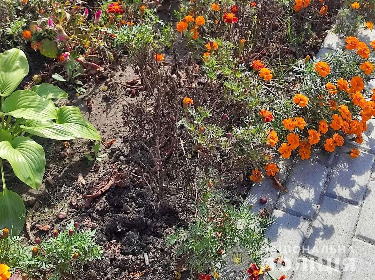 Вирвані чорнобривці Вирвані чорнобривці