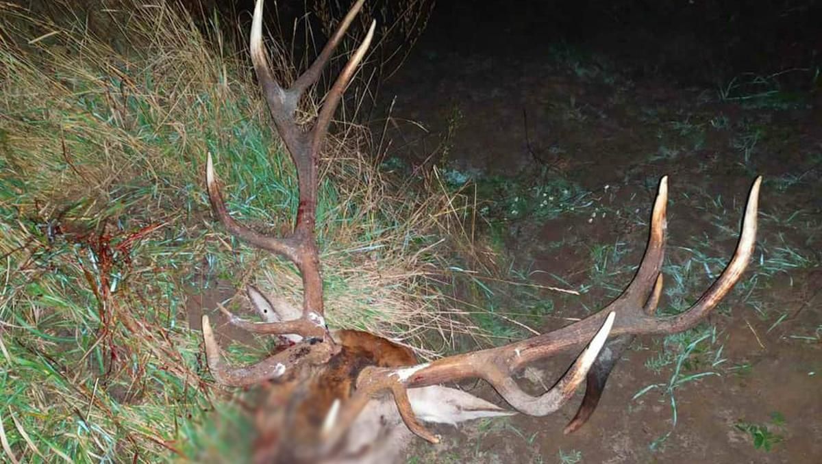 У Чорнобильській зоні спіймали браконьєра з головою оленя та скривавленими мішками - Київ У Чорнобильській зоні спіймали браконьєра з головою оленя та скривавленими мішками - Київ