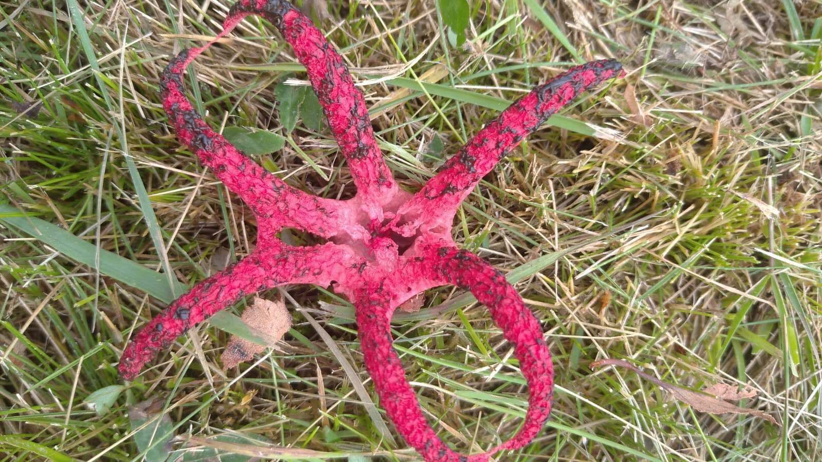 На Львівщині з'явилися чудернацькі червонокнижні гриби: цікаві фото - Новини Львова - Львів На Львівщині з'явилися чудернацькі червонокнижні гриби: цікаві фото - Новини Львова - Львів