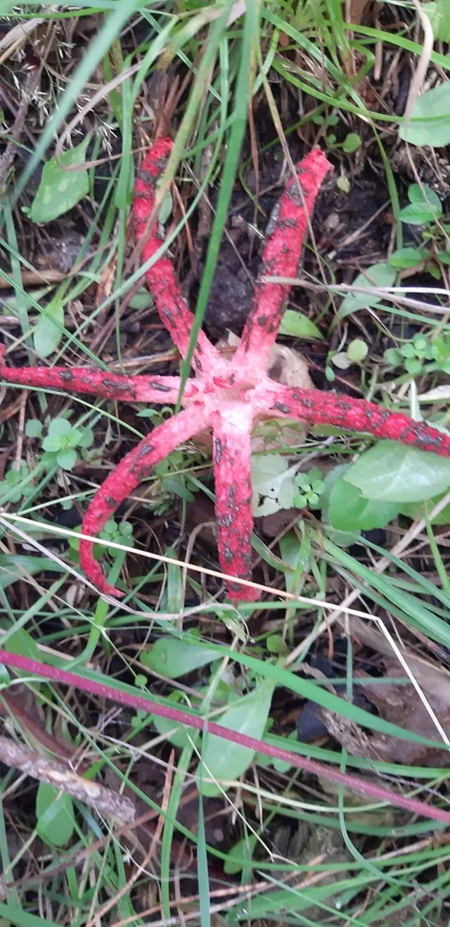 На Львівщині з'явилися чудернацькі червонокнижні гриби: цікаві фото На Львівщині з'явилися чудернацькі червонокнижні гриби: цікаві фото