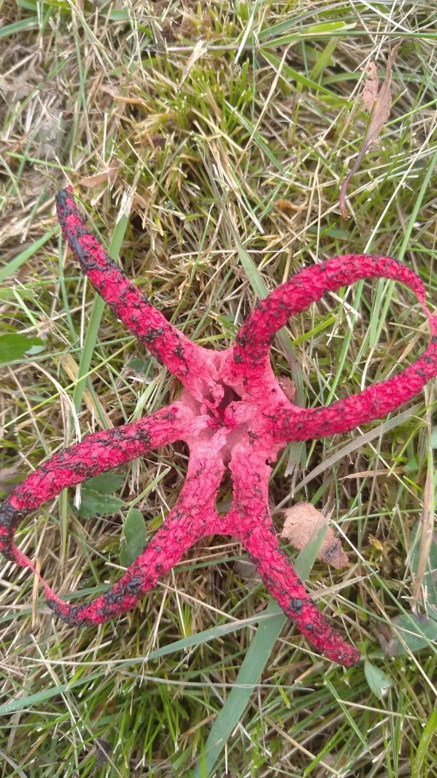 На Львівщині з'явилися чудернацькі червонокнижні гриби: цікаві фото На Львівщині з'явилися чудернацькі червонокнижні гриби: цікаві фото