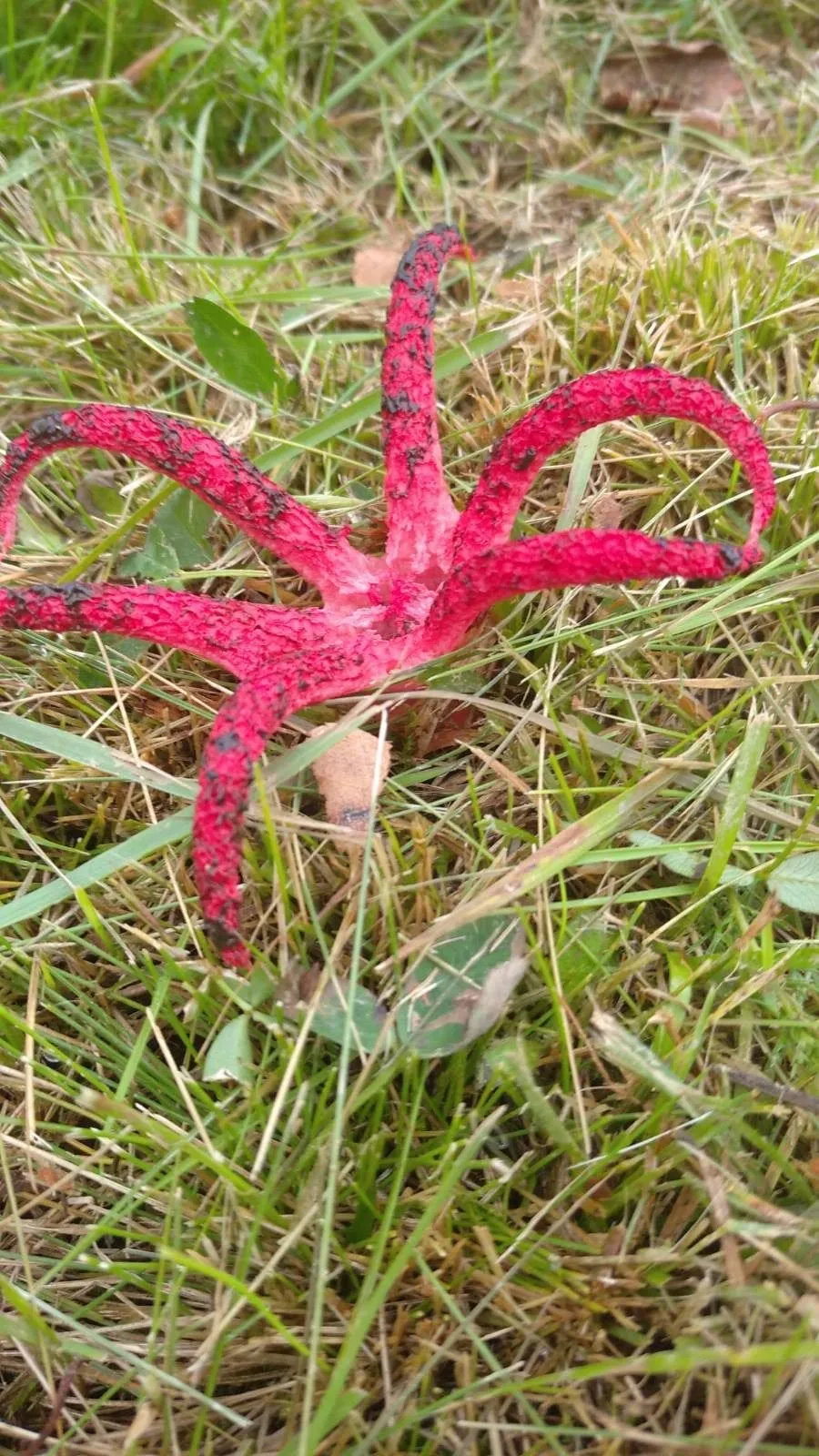 На Львівщині з'явилися чудернацькі червонокнижні гриби: цікаві фото На Львівщині з'явилися чудернацькі червонокнижні гриби: цікаві фото
