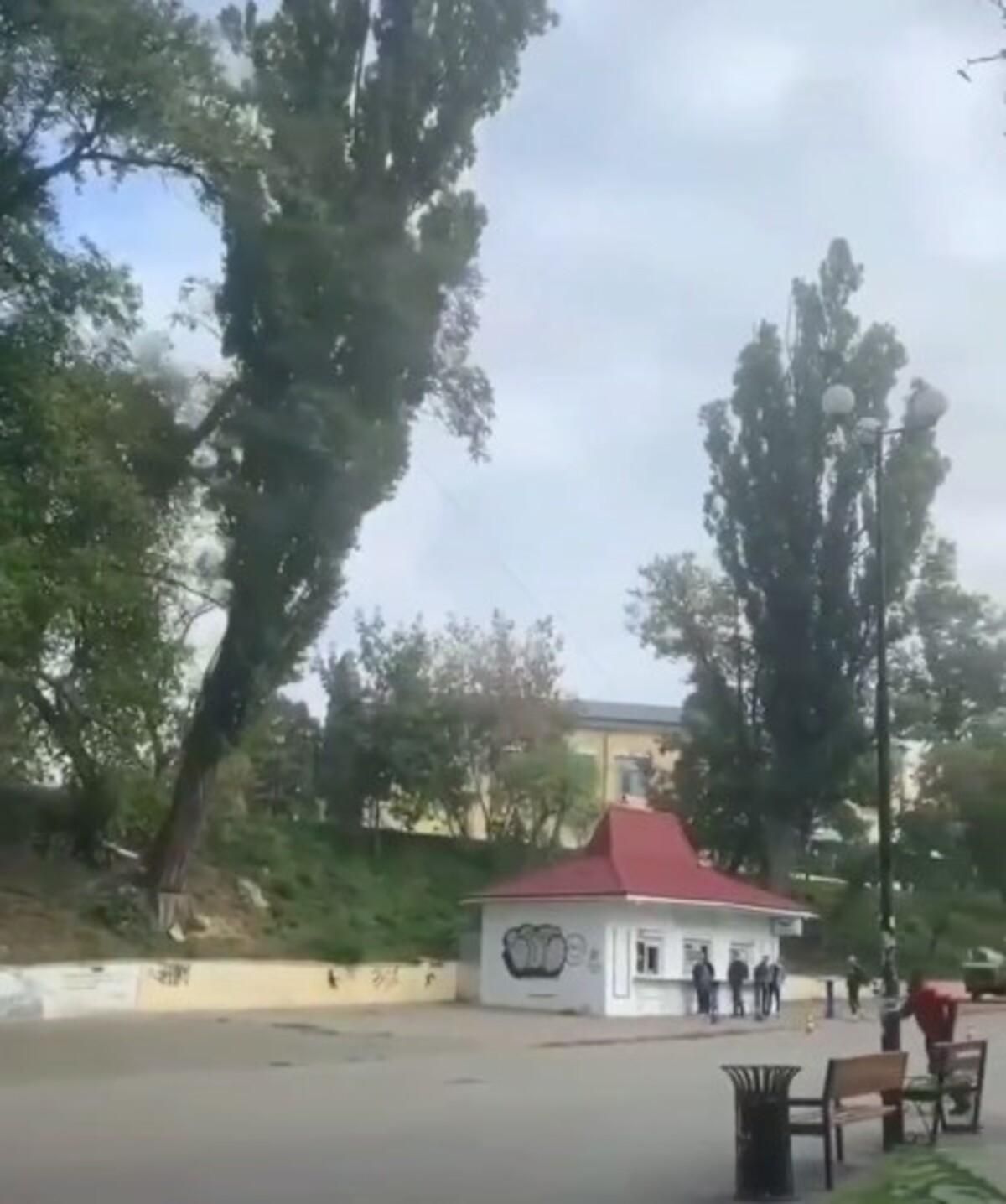 У КПІ велетенська тополя ледь не впала на голову перехожим: моторошне відео - Новини Київ - Київ