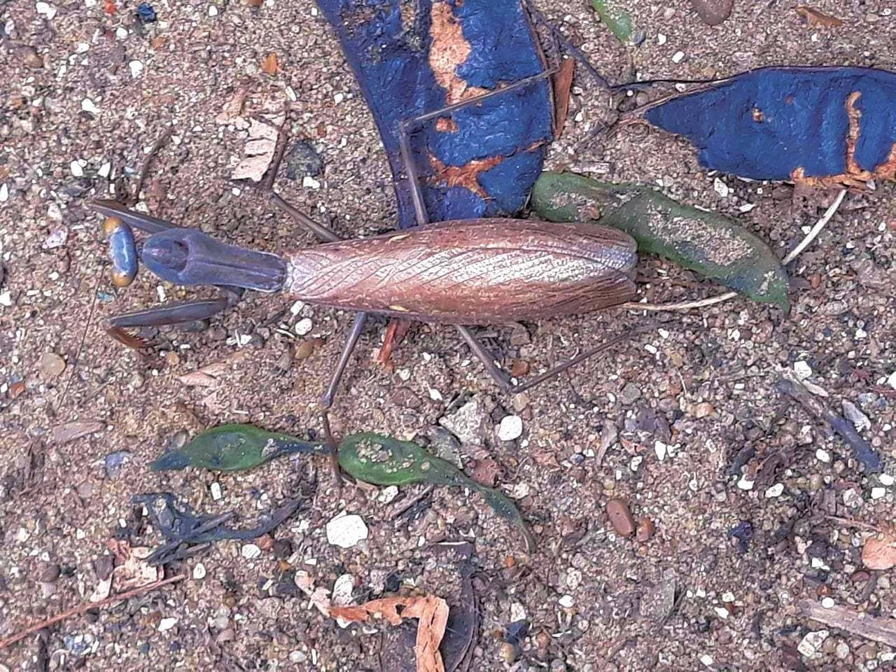 У парку Одеси знайшли рідкісного закавказького богомола: фото комахи - Україна новини - 24 Канал У парку Одеси знайшли рідкісного закавказького богомола: фото комахи - Україна новини - 24 Канал