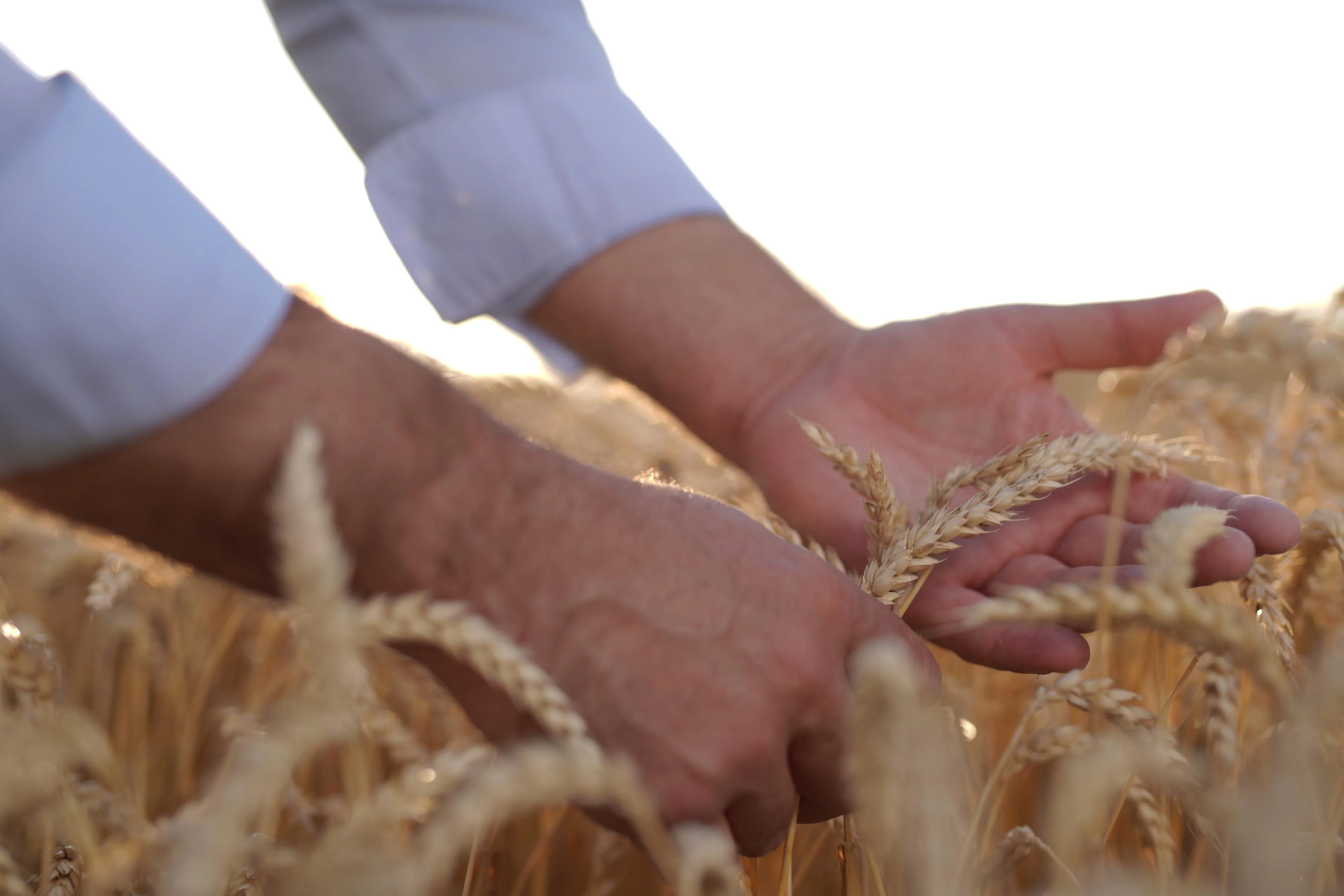 Горілку в Україні виготовлють з зерна