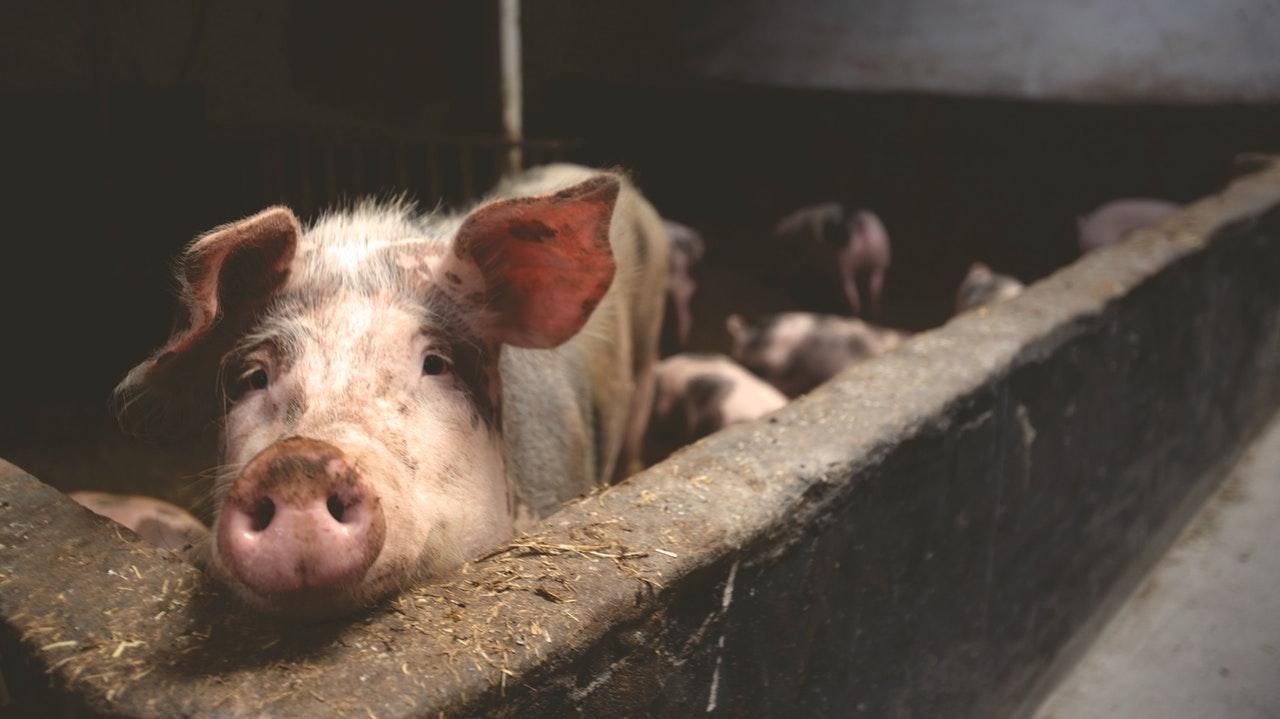 В Великобритании начался кризис предприятий животноводства