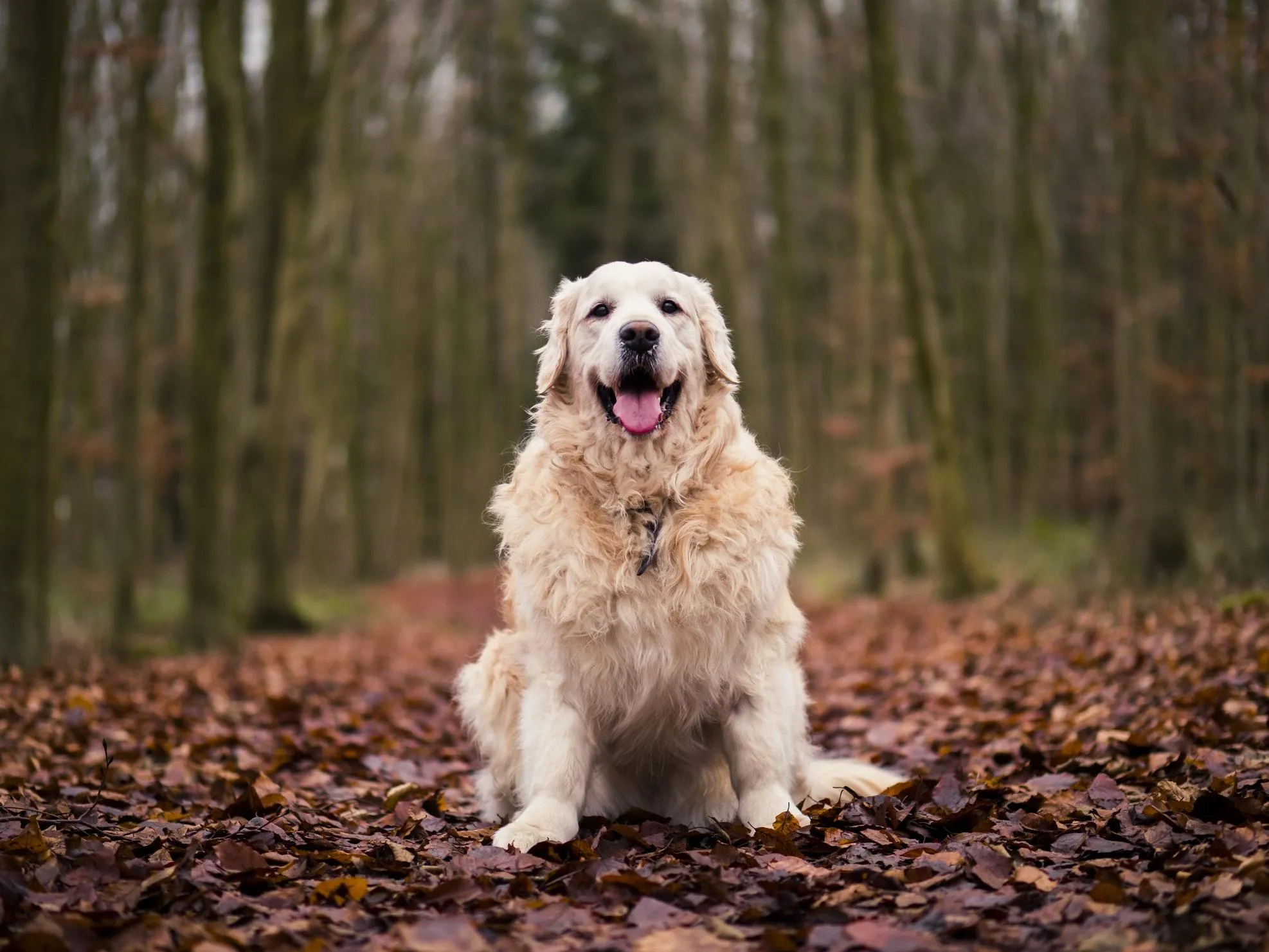 Чому собакам краще не гратися в опалому листі