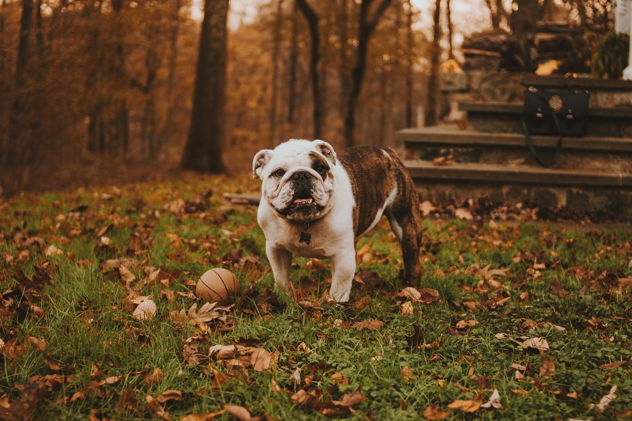 Чому собакам краще не гратися в опалому листі