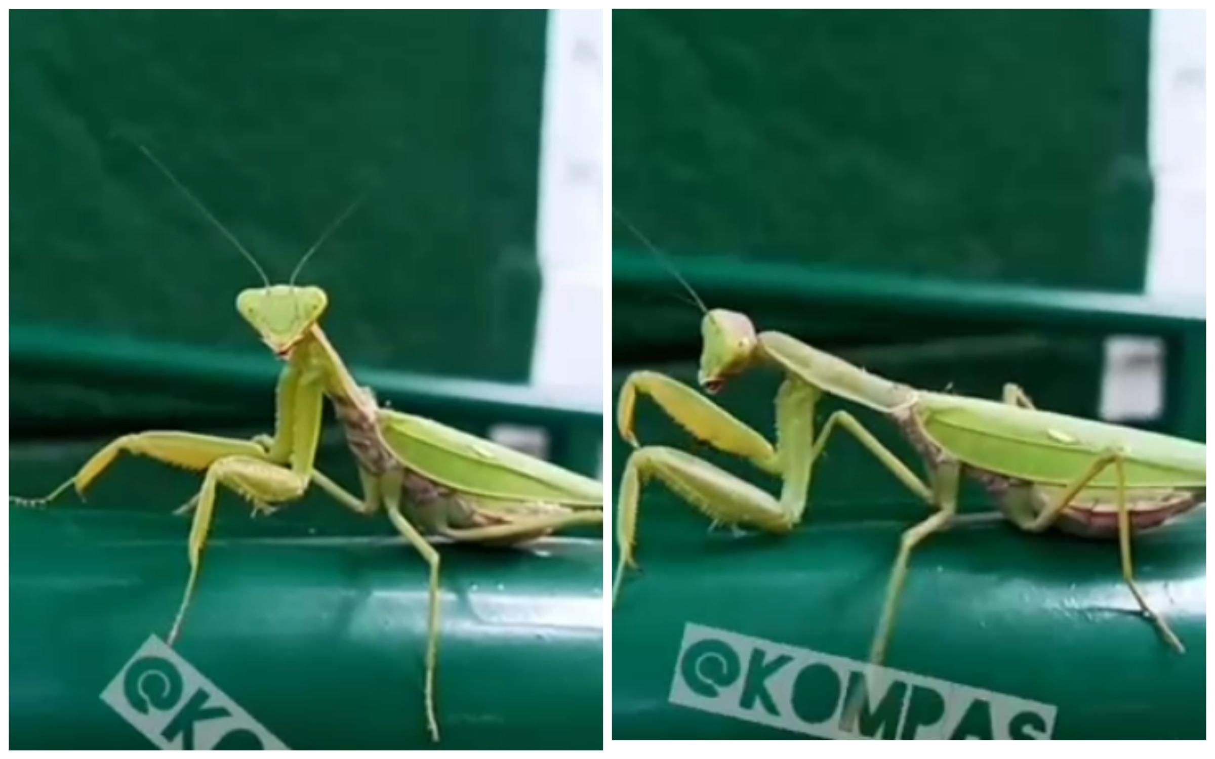 "Прискакал послушать классику": в Одессе возле музыкальной школы заметили богомола "Прискакал послушать классику": в Одессе возле музыкальной школы заметили богомола