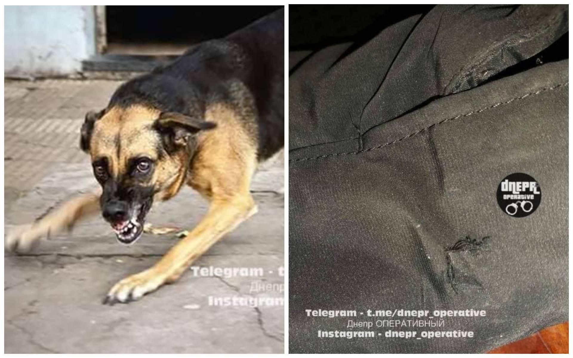 У Дніпрі агресивний собака накинувся на перехожого: що з чоловіком - Новини Дніпра - 24 Канал