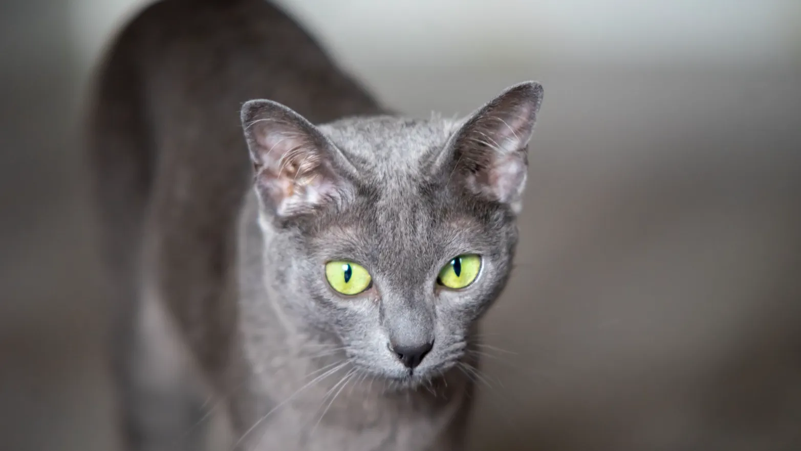 Корат Корат