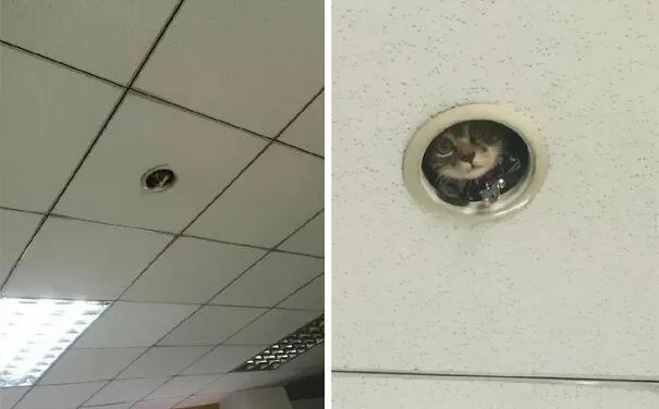 Коти під стелею Коти під стелею