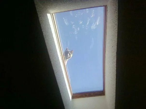 Коти під стелею Коти під стелею