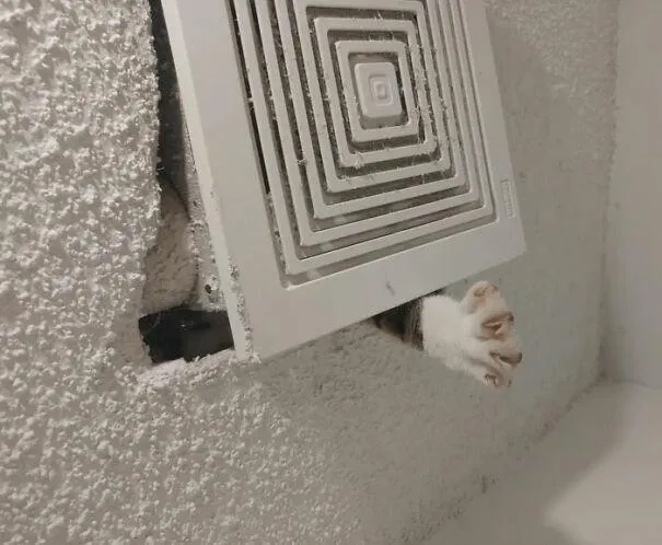 Коты под потолком