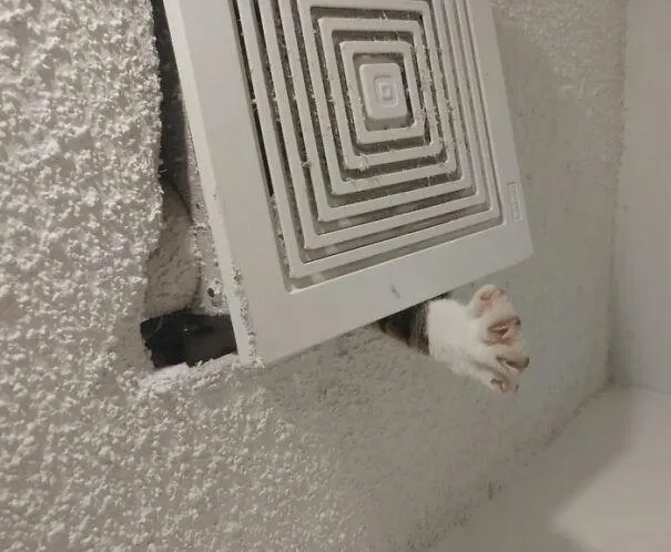 Коти під стелею Коти під стелею