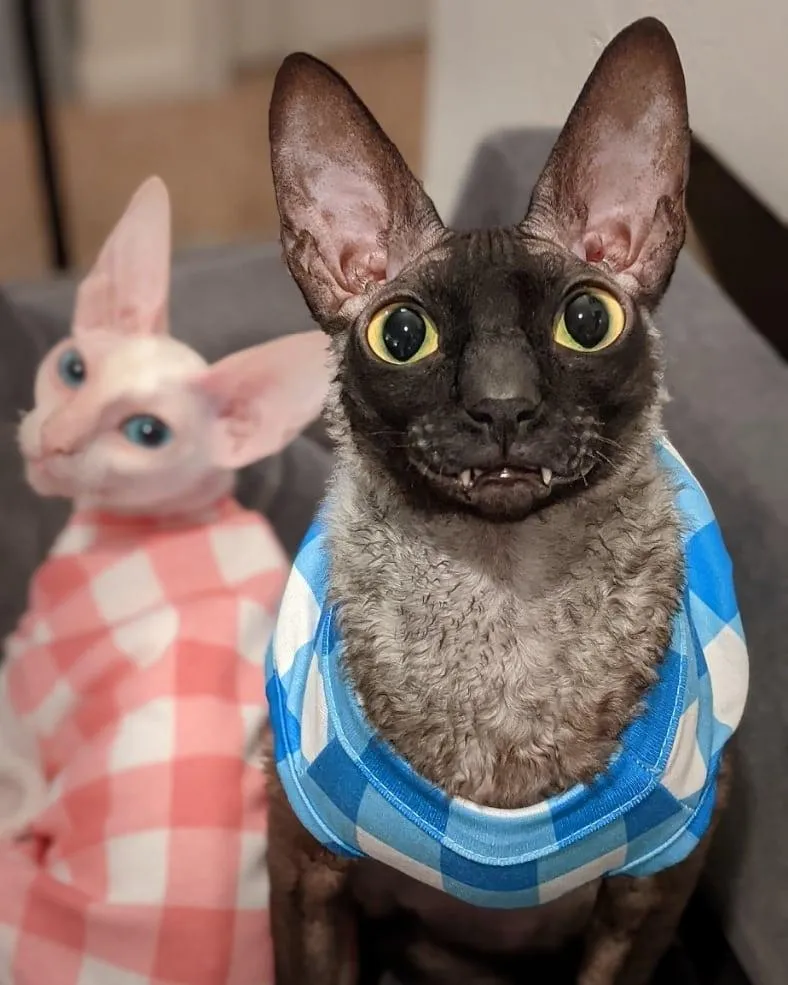 Пиксель и Софи Пиксель и Софи