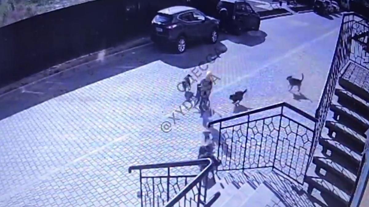Стая собак набросилась на 8-летнего мальчика из Одессы: видео нападения на школьника