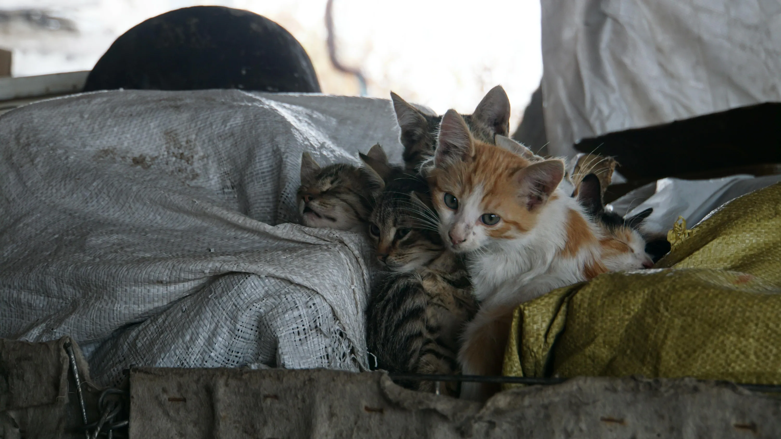 Безпритульні котики Безпритульні котики