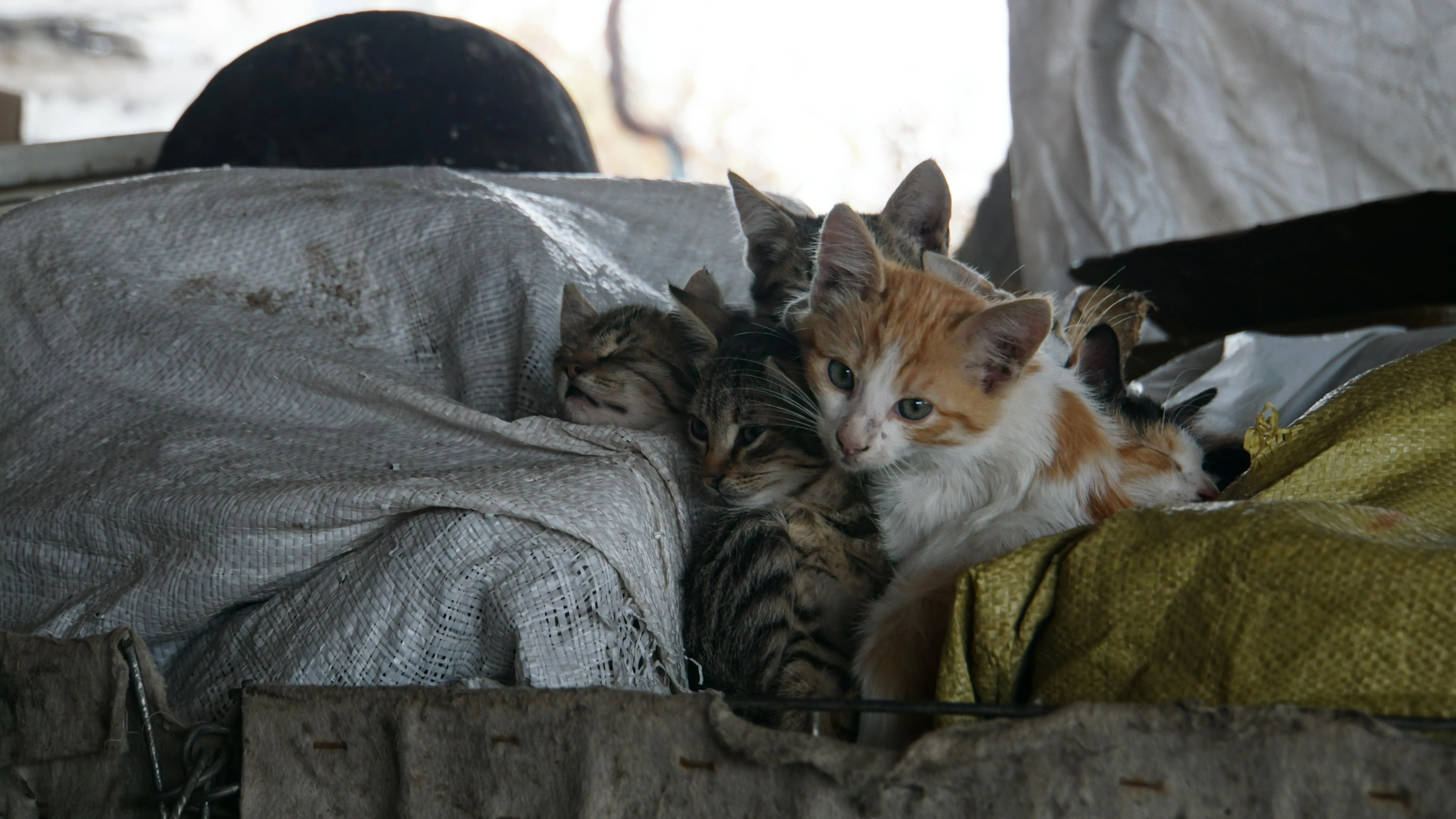 Безпритульні котики