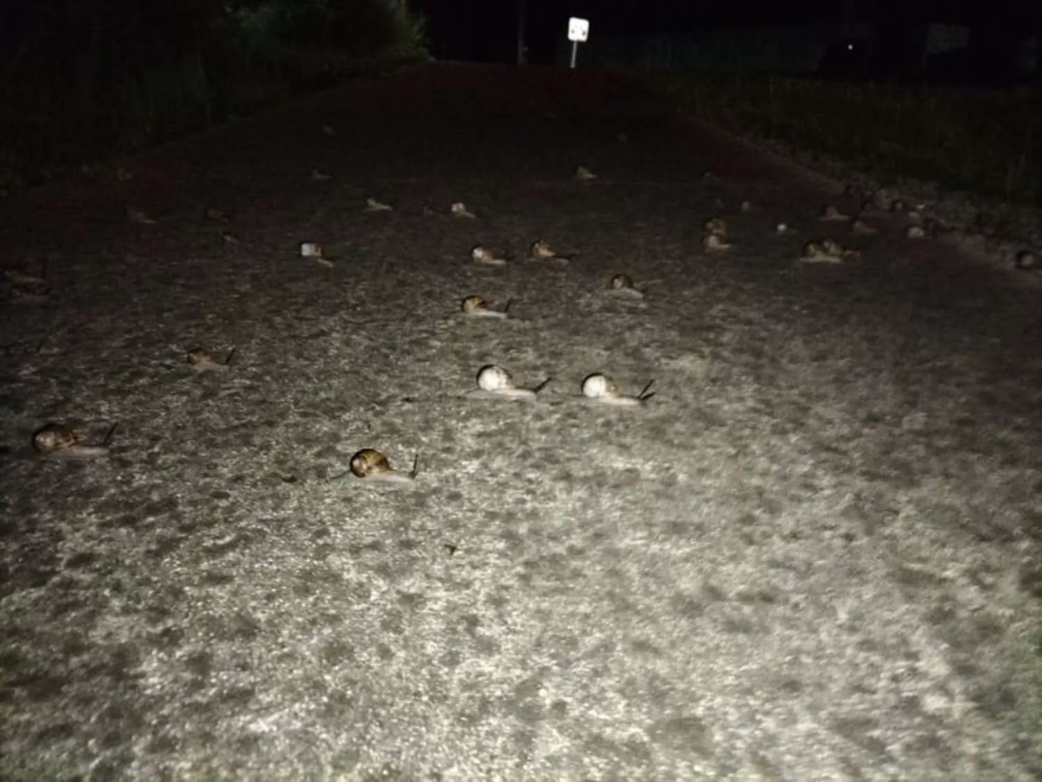 60 улиток переходили дорогу 60 улиток переходили дорогу