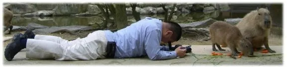 Ватанабе фотографує капібар Ватанабе фотографує капібар