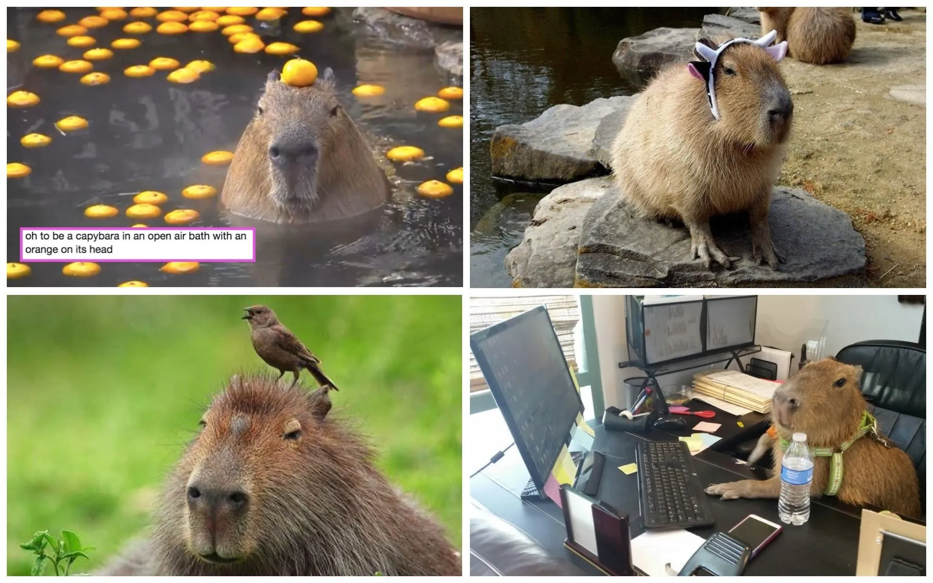 Меми з капібарами Меми з капібарами