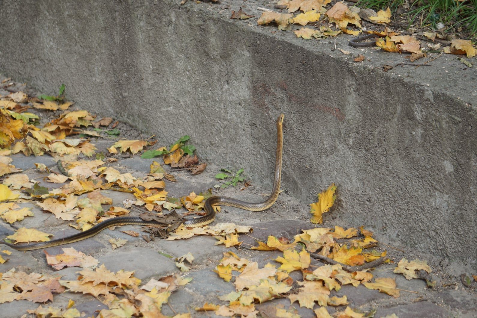 Во львовском парке "Высокий замок" появилась редкая краснокнижна змея: интересные фото