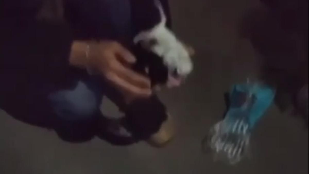 У Білій Церкві нелюди викинули кошенят у смітник в пакеті з-під хліба: відео порятунку - Київ У Білій Церкві нелюди викинули кошенят у смітник в пакеті з-під хліба: відео порятунку - Київ