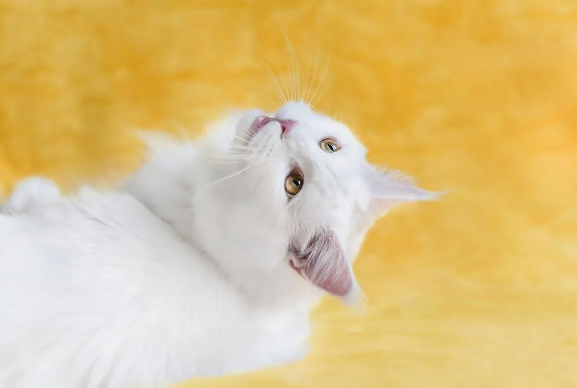 Цікаві факти про білих котів