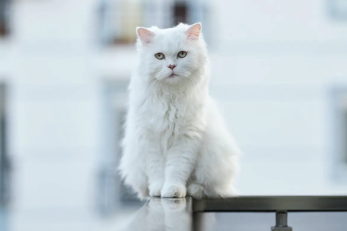 Цікаві факти про білих котів Цікаві факти про білих котів