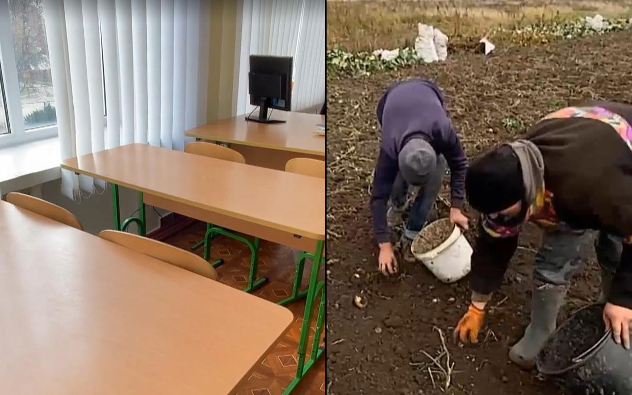 Немає інтернету: на Рівненщині школярі замість дистанційного навчання копають картоплю - Новини Рівного - Освіта