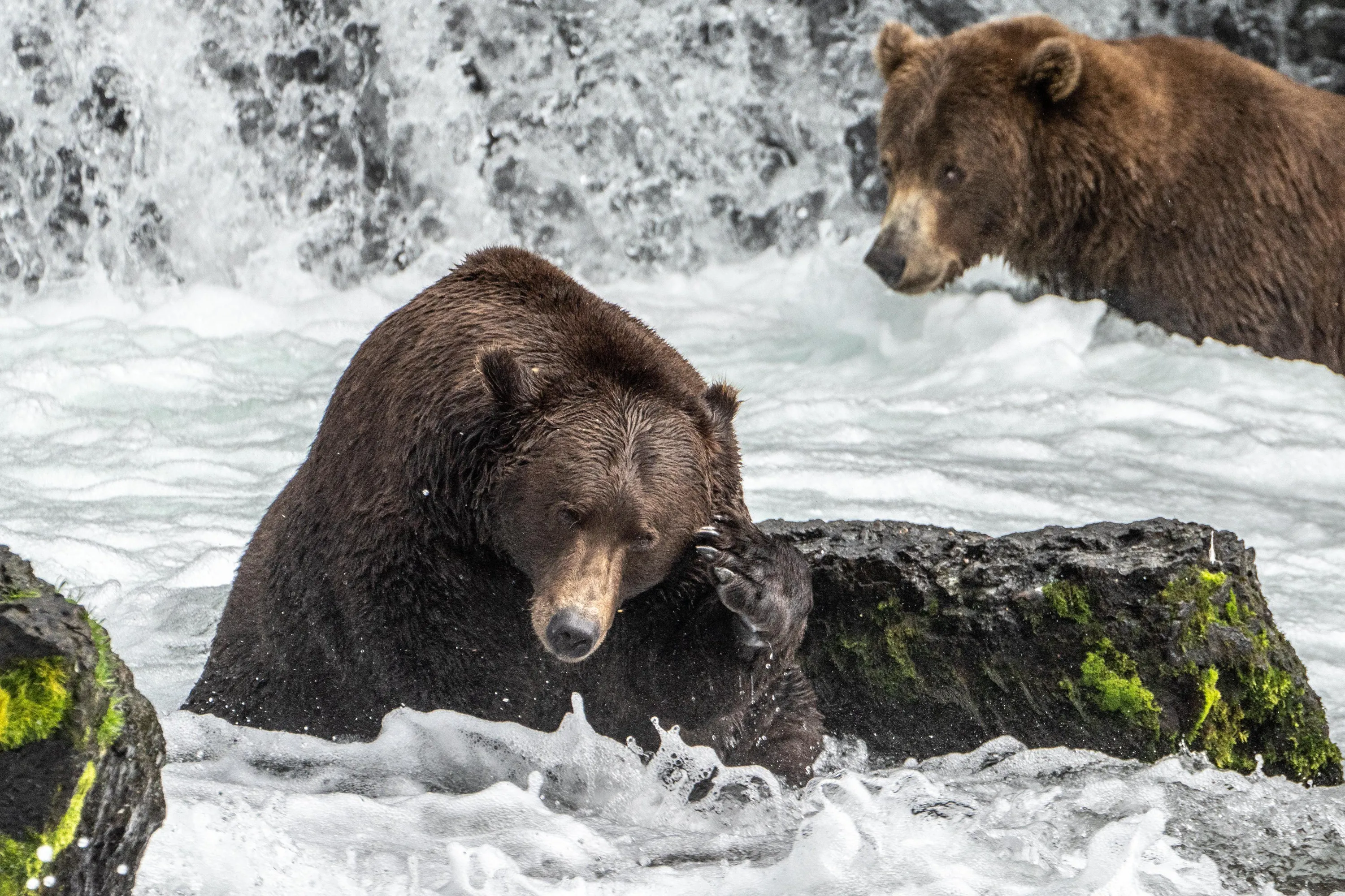 Отис охотится