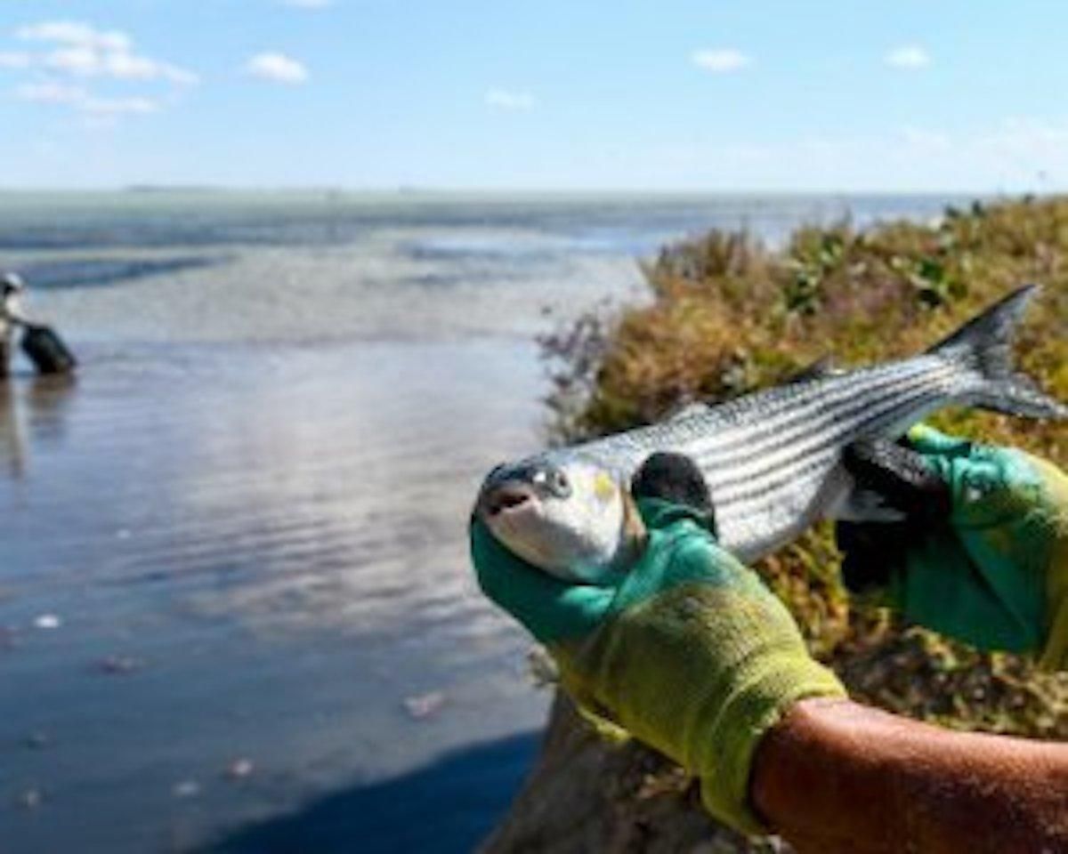 У десятки та сотні разів: штрафи за незаконний вилов риби в Україні відчутно зросли - 24 Канал У десятки та сотні разів: штрафи за незаконний вилов риби в Україні відчутно зросли - 24 Канал