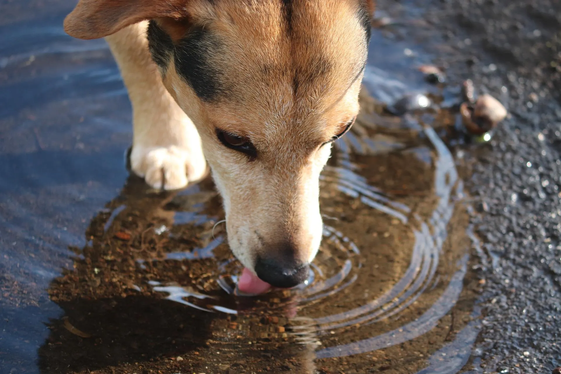 Почему домашним собакам лучше не пить воду из луж - Pets